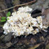 Tremellodendron pallidum